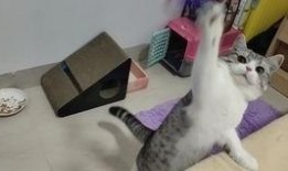 最新爆料肥猫视频,揭秘网络红猫幕后生活