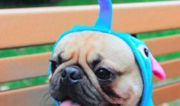 策划巴哥最新爆料新闻,揭秘策划界神秘内幕