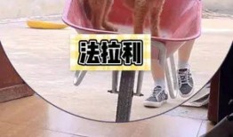 老皮爆料最新少年团子,老皮爆料揭秘神秘少年团子