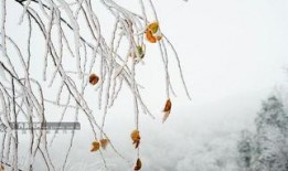 折枝桂最新爆料,娱乐圈幕后风云再起